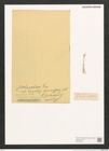 Gomphonema sp. (de-Toni-Nr.: Genus 37, Species 1734) Zeichnungen Sammlung Grunow (NHMW-BOT-W0370934)